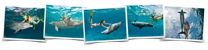 Behaviors Dive with dolphins