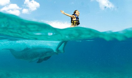 Dolphin Royal Swim Dolphin Royal Swim