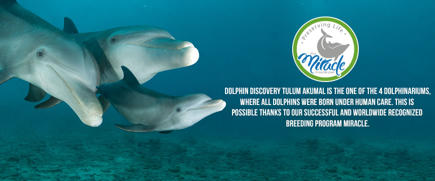 Dolphin Discovery Tulum - Akumal
